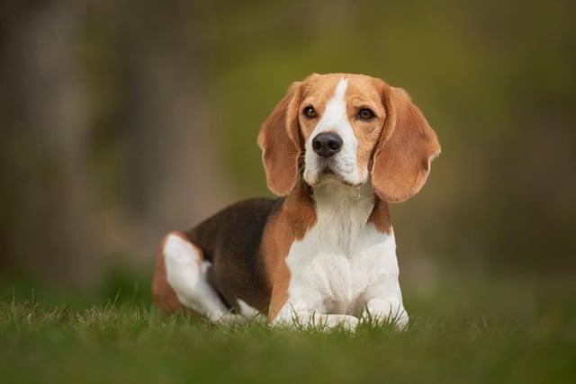 The Beagle needs regular outdoor time throughout the day, otherwise this easily-bored breed has a tendency to bark, howl and become destructive. Your neighbours will thank you for not welcoming a Beagle into your flat.