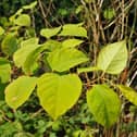 Japanese Knotweed. (Pic credit: Andrew Smith)