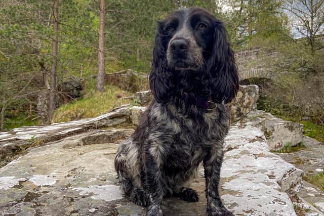 Spaniel, Bramble, was seized from a puppy farm with 70 other dogs in 2017.