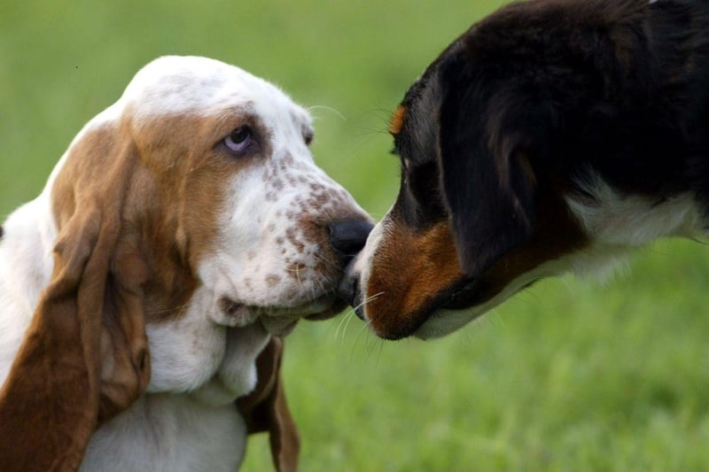 Originally from France, the Basset Hound uses its long ears to sweep scent from the ground up to its super-sensitive nose. It also ingeniously uses the loose skin on its chin to trap a particular scent for reference.