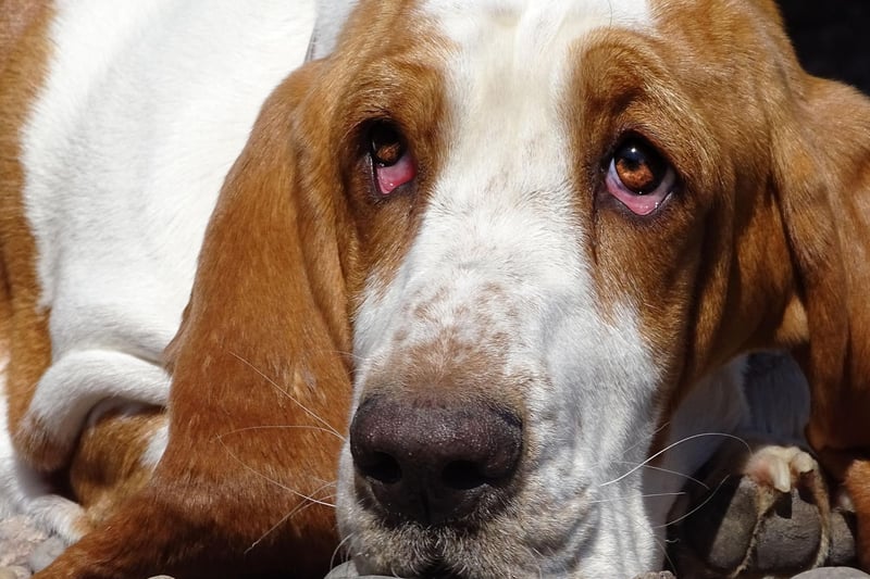KIng of the moochers, the Bassett Hound will stare mournfully at you until you share your lunch. It's particularly important not to overfeed them though, as weight gain can cause serious joint and back issues. Make sure they have a good range of chewy toys to keep them busy and their minds off food.