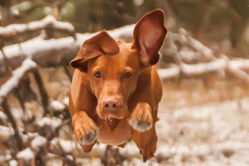 The Hungarian Vizsla is another hunting dog that can find life in a modern home a bit boring, which can lead to them becoming problematically excitable. They relish a challenge so plenty of outdoor time and energetic games are essential.