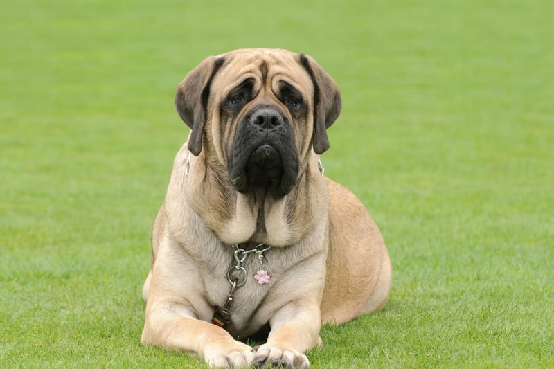 Known as the English Mastiff in the USA, male Mastiffs measure around 30 inches in height, with females around 27 inches tall. While not the tallest breed, they are the largest overall - according to the Guiness Book of Records a Mastiff called Zorba weighed in at a hefty 142.7 kg in 1981.
