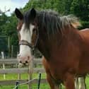 A memorial sculpture to Hamish, the Clydesdale who passed away in 2021, is set to be unveiled at Newparks Farm on Monday.