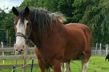 A memorial sculpture to Hamish, the Clydesdale who passed away in 2021, is set to be unveiled at Newparks Farm on Monday.