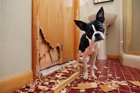 Some dog breeds were found to be naughtier than others when it came to damage in the home.
