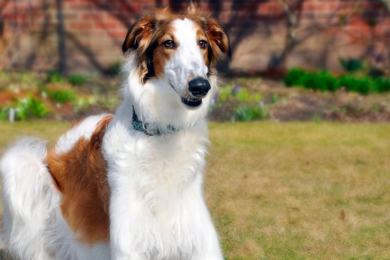 The long-nosed Borzoi will seem to be eager to please but won't necessarily manage to do so. The American Kennel Club's explanation for this is that "in their quiet, catlike way they can be stubborn, and training is best accomplished with patience, consistency, and good humor."