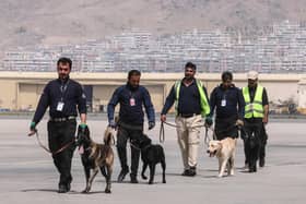 Team of dogs out for exercise