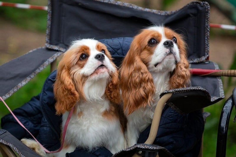 The Cavalier King Charles Spaniel is a low-maintenance lap dog that's happy just to curl up with you for hours.