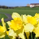Camelon Community Action Plan will be unveiled at a meeting later this month. Pic: Contributed