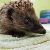 The Scottish SPCA has released 60 hedgehogs back into the wild this month