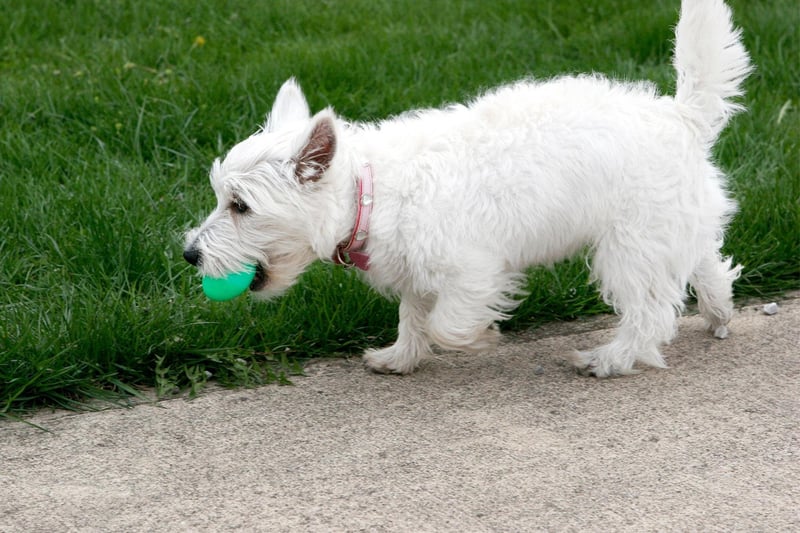 Westies were one of the world's most popular breeds of dog in the early 20th century - with puppies exchanging hands for hundreds of guineas. They are now the third most popular breed of Terrier in the UK.