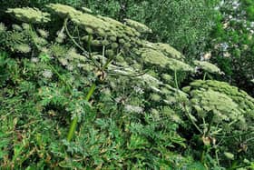 Giant hogweed