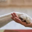 Certain breeds of dog have all the attributes required to make great emotional support animals.