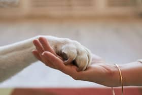 Certain breeds of dog have all the attributes required to make great emotional support animals.