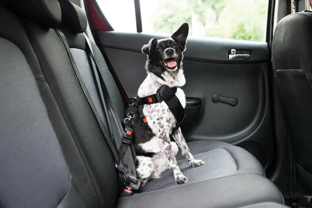 Motorists are reminded to ensure they secure their pet passengers
