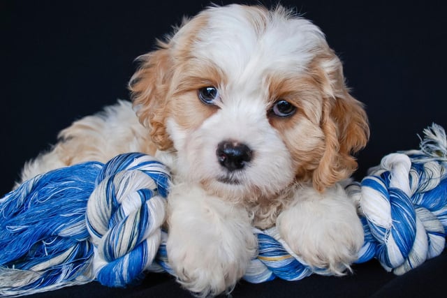 Tying with the Cockapoo in fourth place are another crossbreed - the Cavachons (a mixture of Cavalier King Charles Spaniel and Bichon Frise). They have fairly high energy levels but a quick walk around the block before bedtime should make sure they sleep through.
