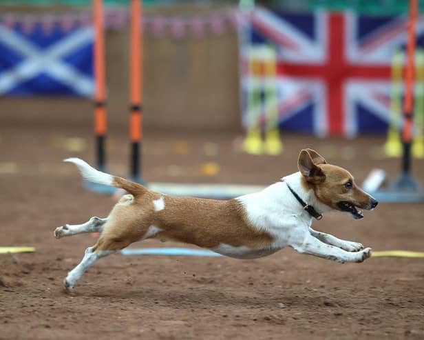 Ron is now back to competing in Hoopers following the accident, which almost saw him lose his leg.  (Pic: Kat Pocklington)