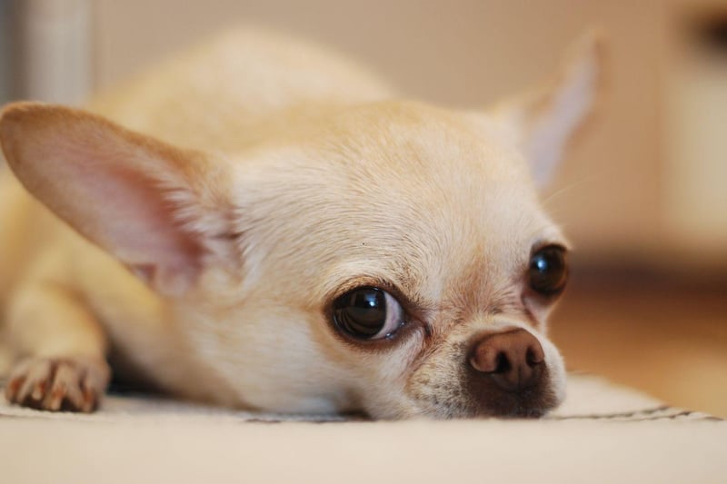 Chihuahuas are a breed that get very attached to one person, so make for a loyal and supportive pet. They also need very little space and are easy to take with you wherever you go.