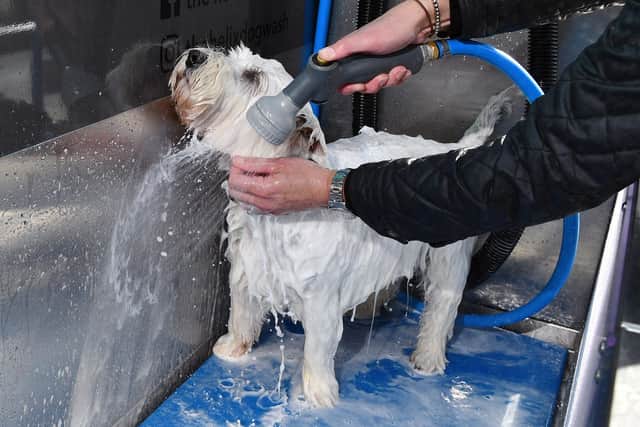 Oscar, the West Highland terrier, enjoying his wash and then dry at the Helix. Pic: Michael Gillen