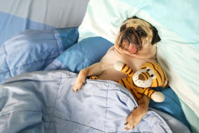 Pugs have quite a long average lifespan compared to other breeds - around 12-15 years. The fourth oldest dog ever recorded was a Pug called Snookie who passed away in South Africa in 2018 at the grand old age of 27 years and 284 days.