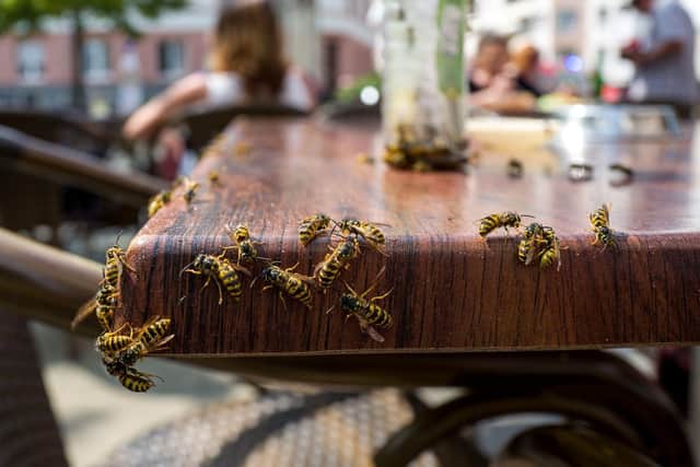 Wasps can be a pest in homes and businesses such as beer gardens