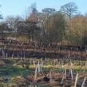 Sponsored trees have already been planted at Triangle Wood in Linlithgow.