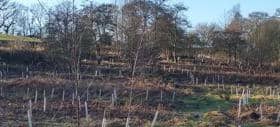 Sponsored trees have already been planted at Triangle Wood in Linlithgow.