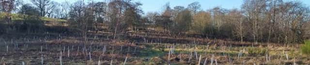 Sponsored trees have already been planted at Triangle Wood in Linlithgow.