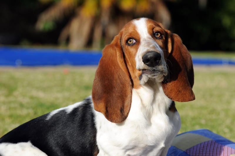 Basset Hounds are utterly adorable but are prone to a range of joint issues, digestive issues including bloating and the serious blood clotting condition Von Willebrand. Taking out health insurance on this breed is essential and regular vet visits for checkups recommended.