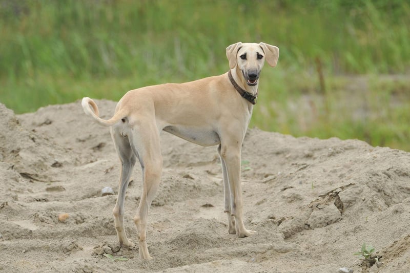 The Sloughi is a lesser-known breed with a monthly search volume of just 1.6K; however, it appears this lovely dog will receive immense recognition in 2023 as interest has skyrocketed all throughout 2022. This sensitive pooch is known for its long legs and slim build, and its ability to run like the wind.