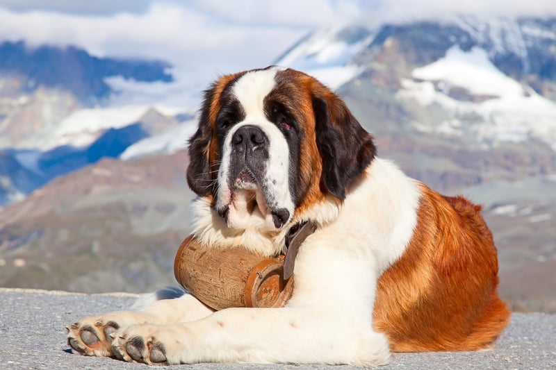 When most people think of a rescue dog it's the St Bernard that they picture - with it's (largely apocryphal) keg of brandy around its neck. Originally used as guard dogs, the monks of a monastery high in the Swiss Alps discovered that they were suberb at rescuing stranded hikers.