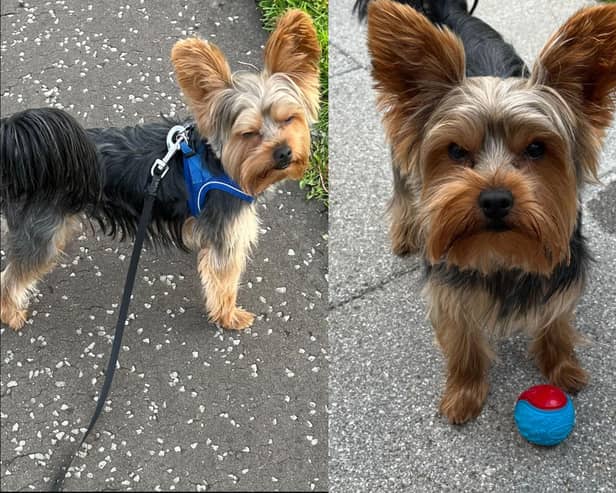 Jude has been missing from his home in Larbert since Tuesday, September 24