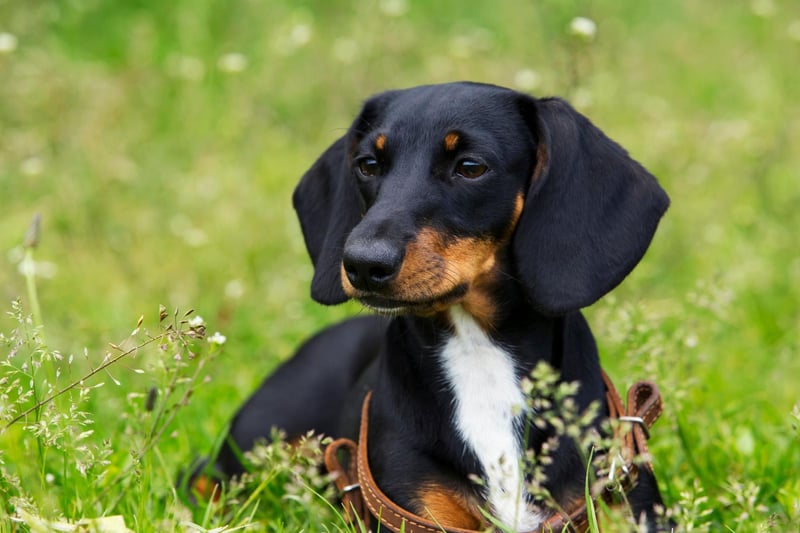 New moving onto those dogs that will present more of a challenge when it comes to toilet training, and the adorable sausage dog. Notoriously stubborn, even if a Dachshund knows it's meant to go outside it might simply not bother.