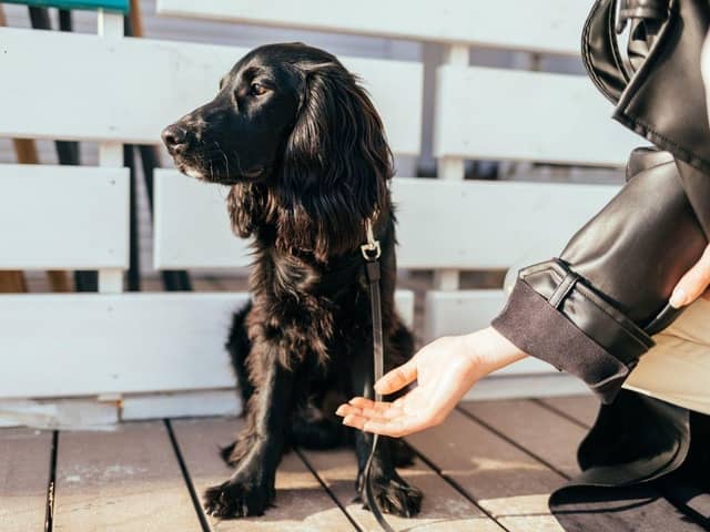 Different breeds of dog tend to demonstrate different levels of affection.