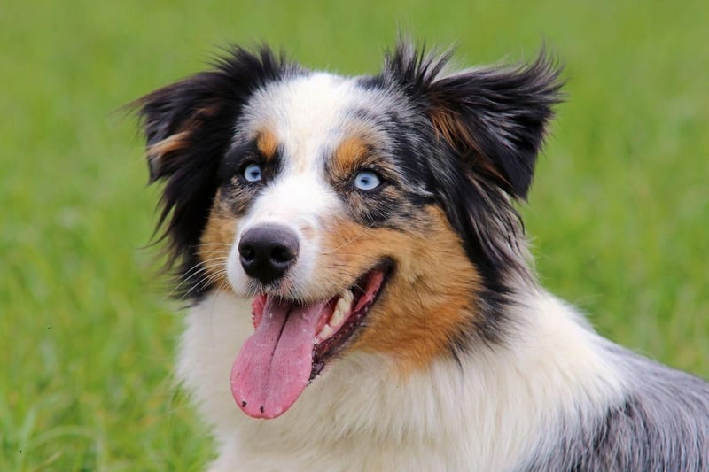 A combination of intelligence and eagerness to please means the Australian Shepherd will quickly get to grips with popping outside.