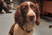 The springer spaniel was found alone in Slamannan on Thursday morning (Picture: Submitted)