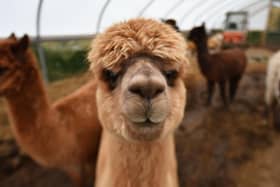 Perhaps you have an alpaca you can spare? Caledonian Marts is seeking donations of animals, farm machinery and anything else of value to sell at a charity auction to raise funds for people in war-torn Ukraine. Picture: John Devlin