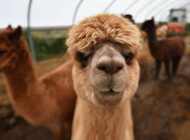 Perhaps you have an alpaca you can spare? Caledonian Marts is seeking donations of animals, farm machinery and anything else of value to sell at a charity auction to raise funds for people in war-torn Ukraine. Picture: John Devlin