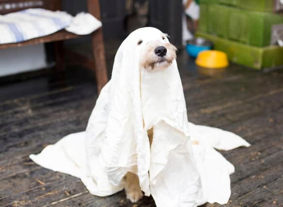Halloween presents some hidden dangers for our canine chums - and not just poor quality costumes.