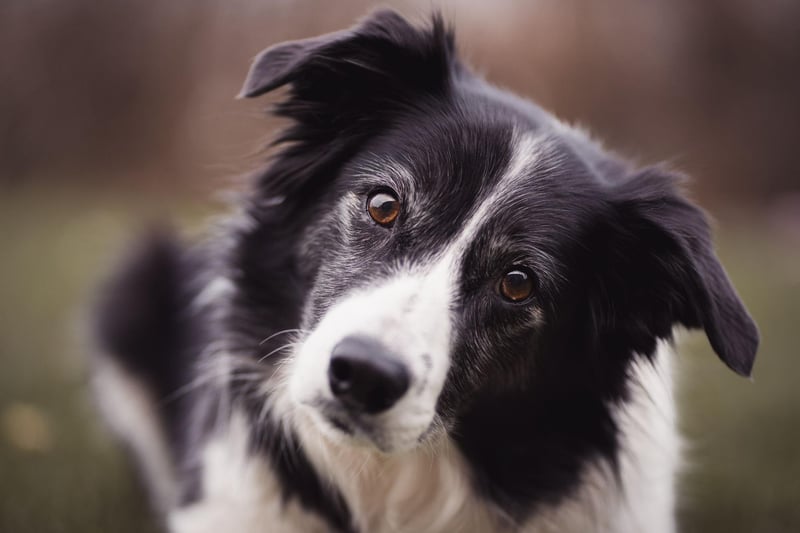 Moving onto dog breeds less suitable for the more elderly owner. Border Collies have plenty going for them, including being the world's most intelligent breed, but this isn't a dog that will be content with an easy-going life. They need regular and extended exercising and get bored easily. They also need lots of vigorous grooming.