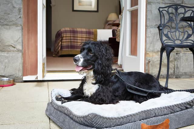 Macdonald Hotels are on the look out for a new canine model for their dog-friendly travel campaign.
