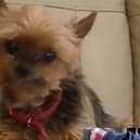 Yorkshire terrier Skye went missing last Wednesday morning and there were fears she may have been taken