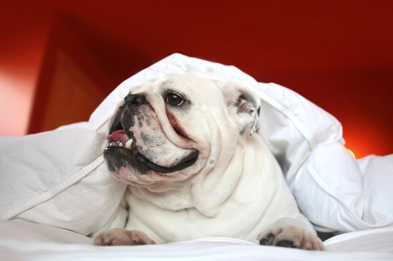 A perhaps surprise entry in the list of best dogs to share a bed with is British Bulldogs. With low amounts of shedding, barking and a very relaxed temperament, according to the research these pups actually make pretty great sleeping companions – but do watch out for the drool.