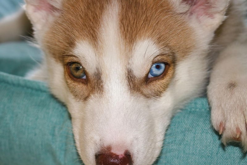 Siberian Huskies are known for their striking eyes, but unfortunately are also predisposed to three genetic eye conditions - cataracts, corneal dystrophy, and PRA. Due to this Huskies should have an eye exam before breeding.