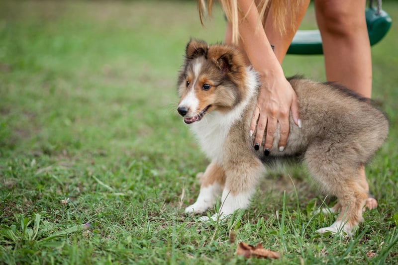 As the name suggests, the Shetland Sheepdog is another herding dog whose close relationship with their owner has proved invaluable to farmers over the years. This intense affection will usually extend to their entire human family.