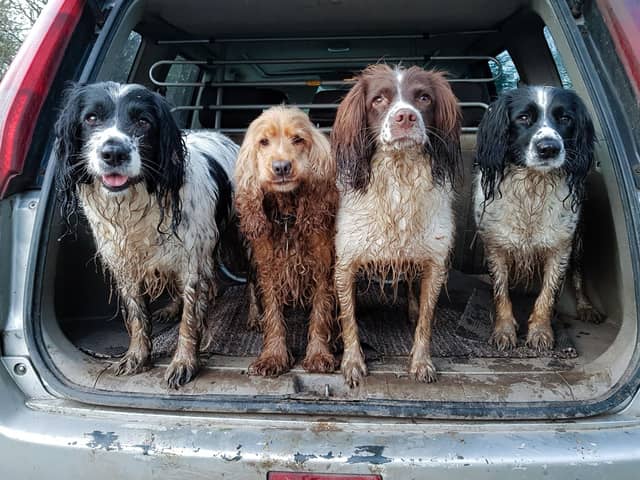 Dogs love getting muddy but it can mean that both they and their possessions often need a good clean - a few simple tips can help you keep your dog spick and span.