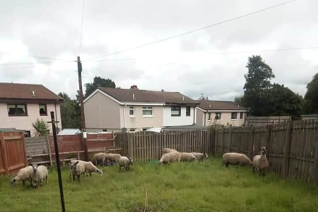 The sheep were eventually safely returned to Toravon Farm, Maddiston.