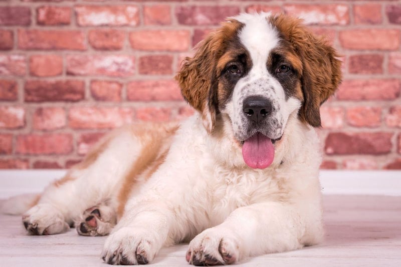 From its huge size and reputation for long mountain treks many would presume that the Saint Bernard would have the highest of energy levels. In fact, they are closer to the low energy category than most of the dogs on this list - perfect for those looking for a large dog that won't need hours of walking.