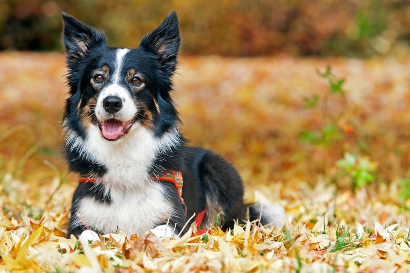 If you don't have time to take lots of long walks then don't get a Border Collie. This is a breed that needs lots of exercise to thrive and without it they are liable to misbehave and be unhappy.